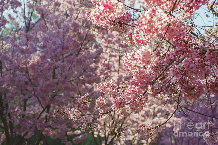 Beautiful cherry blossom at Schabarum Regional Park Photograph by Chon