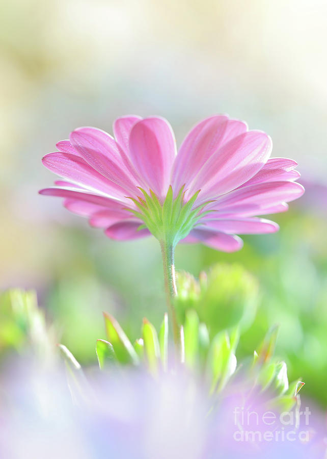 Beautiful daisy flower #1 Photograph by Anna Om