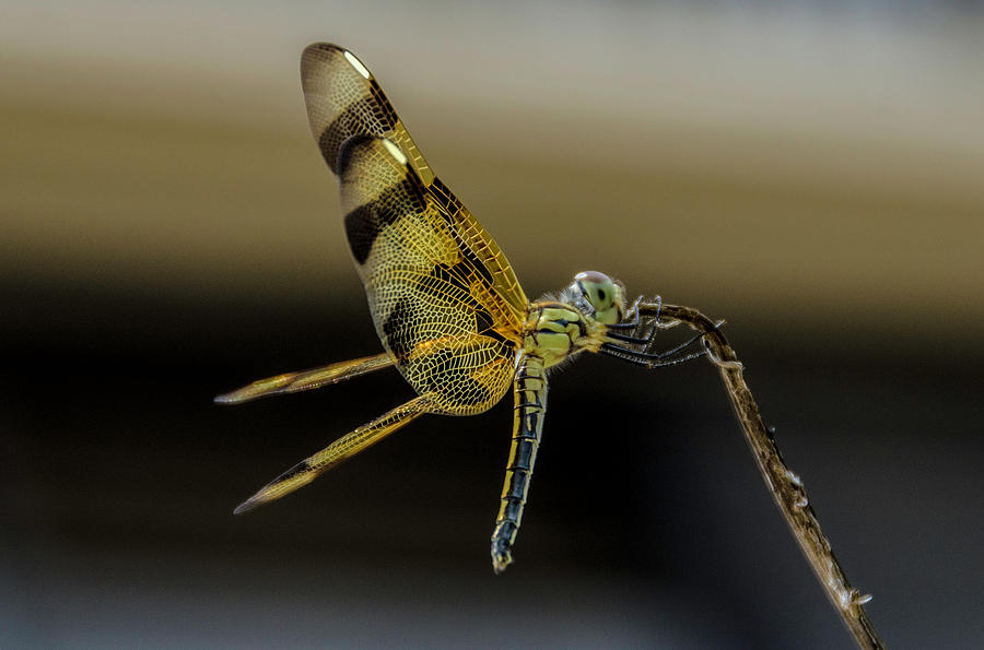 Beautiful Dragonfly #1 Photograph by Wolfgang Stocker