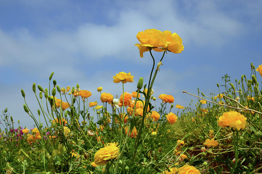 Beautiful Flowers and Sky #1 Photograph by Timothy OLeary