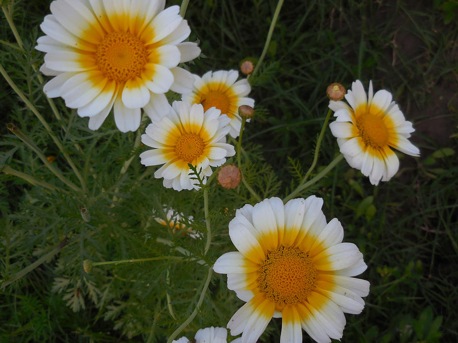 Beautiful Flowers Photograph by Kamala Sharma - Fine Art America