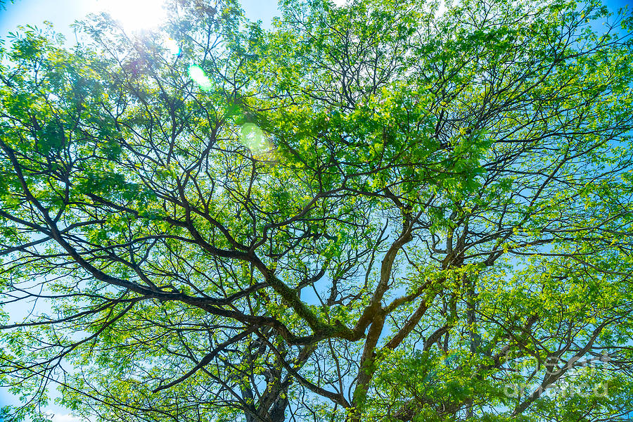 Beautiful fresh green tree background #1 Photograph by Anna Om