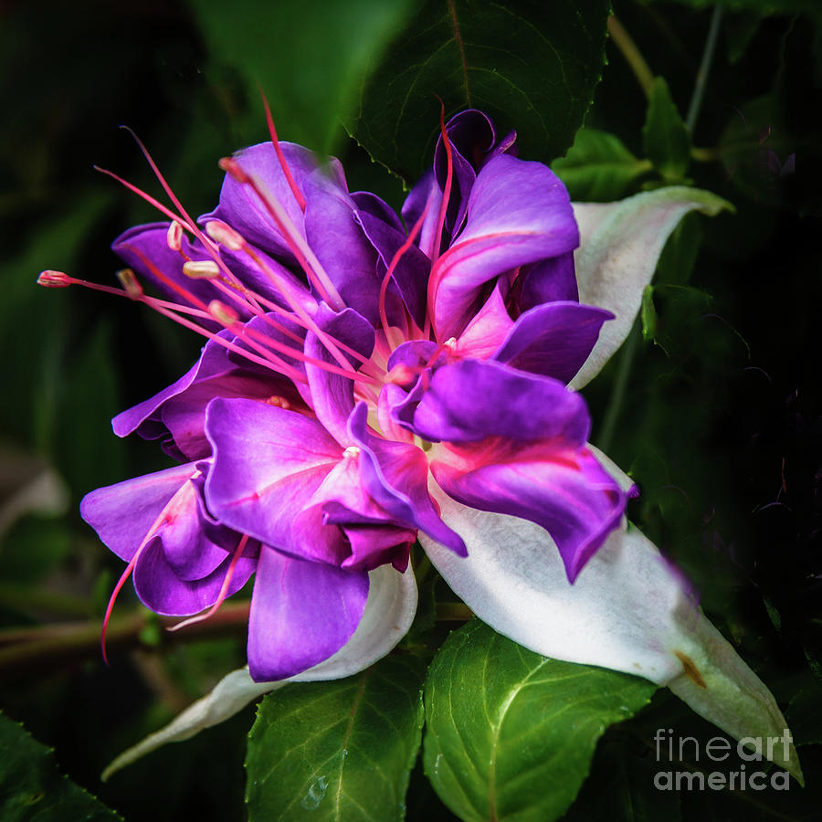 Beautiful Fuchsia #2 Photograph by Robert Bales