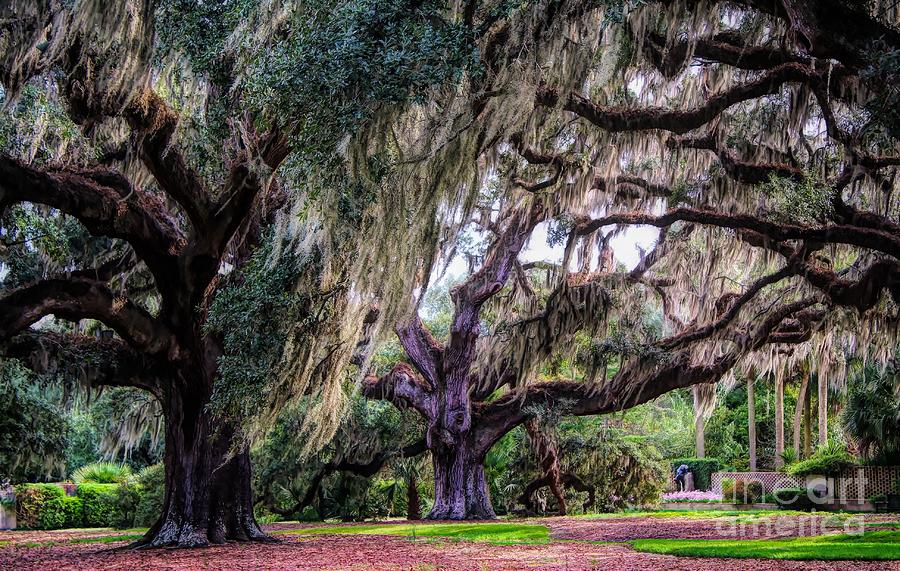 Beautiful Gardens Photograph by Paulette Thomas - Fine Art America