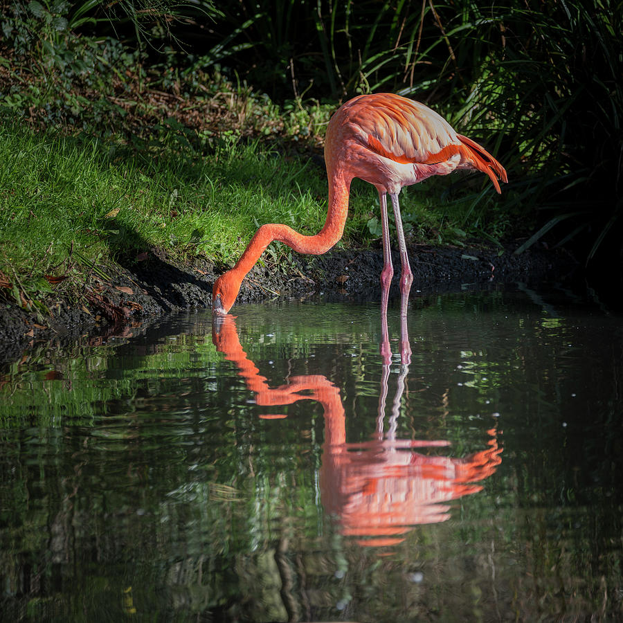 Beautiful Image Of Caribbean Flamingo Phoenicopterus Ruber Refle Photograph