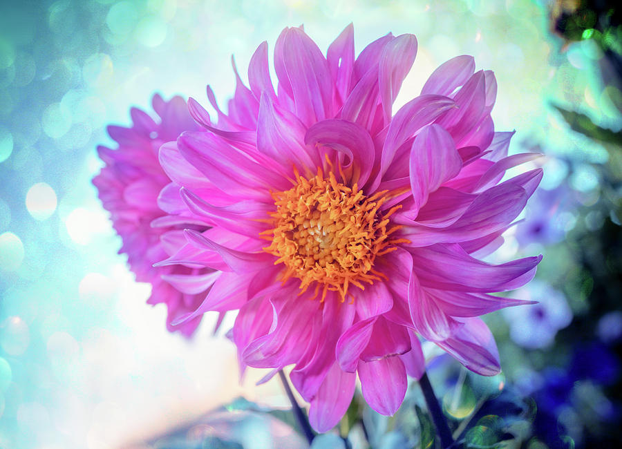 Beautiful in pink Photograph by Lilia D - Fine Art America