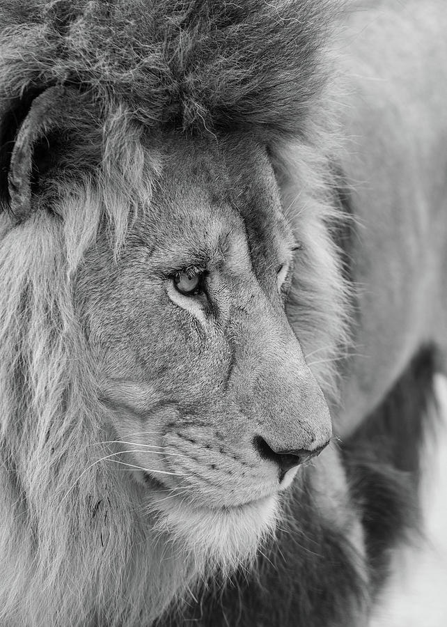 Beautiful Intimate Portrait Image Of King Of The Jungle Barbary 