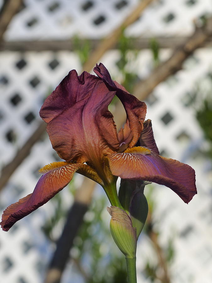 Beautiful Iris #2 Photograph by Richard Thomas
