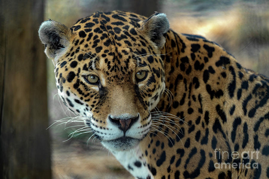 Beautiful Jaguar Portrait #1 Photograph by Sam Rino