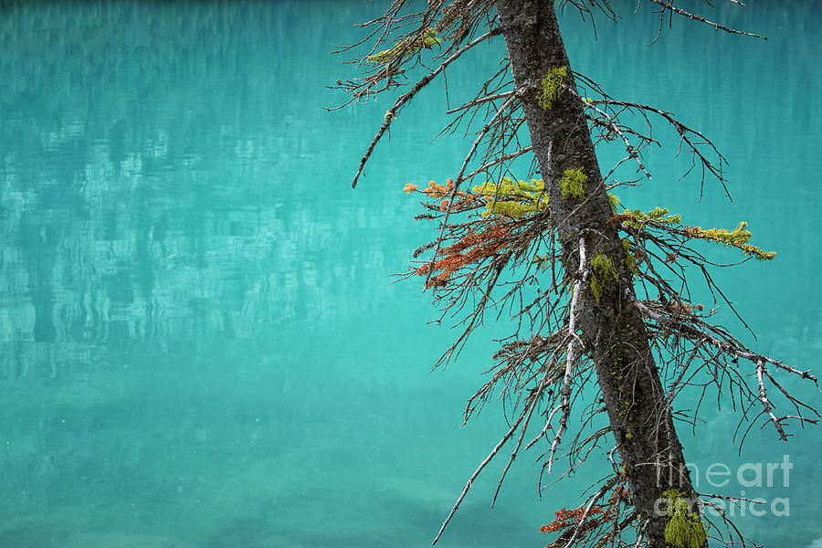 Tree and turquoise water at  Lake Moraine Photograph by Patricia Hofmeester
