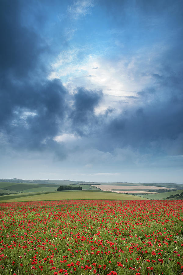 Poppy Photograph - Beautiful landscape image of vibrant poppy field at sunrise in S #1 by Matthew Gibson
