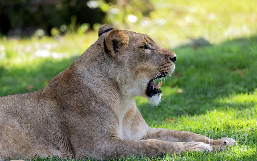 Beautiful Lioness Portrait #2 Photograph by Sam Rino