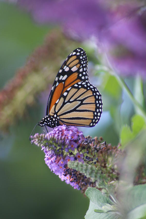 Beautiful Monarch #1 Photograph by Living Color Photography Lorraine Lynch