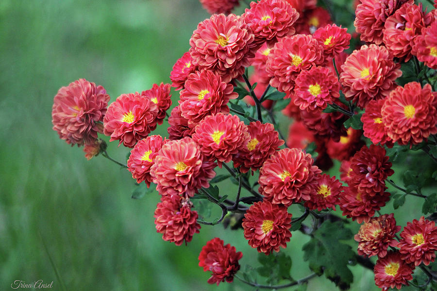 Beautiful Red Mums Photograph by Trina Ansel