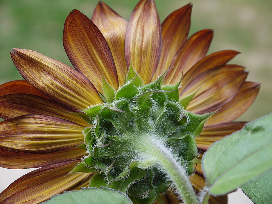 Sunflower Photograph - Beautiful #1 by Nancie DeMellia
