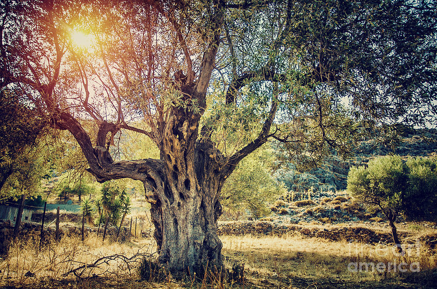Beautiful olive tree #1 Photograph by Anna Om