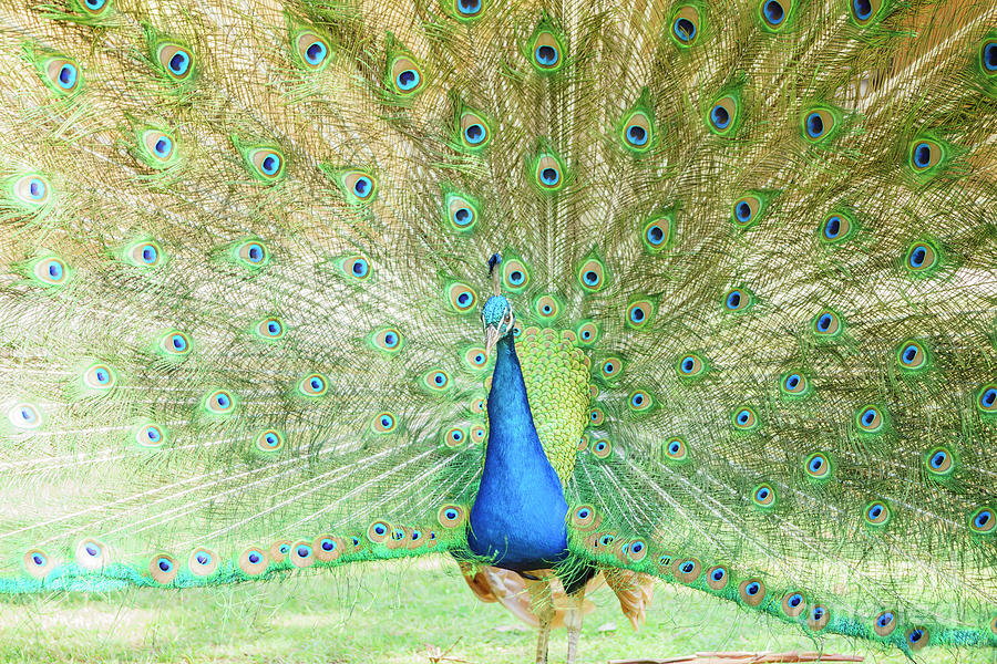 Beautiful Peacock Displaying His Beautiful Fan Photograph By Chon Kit ...