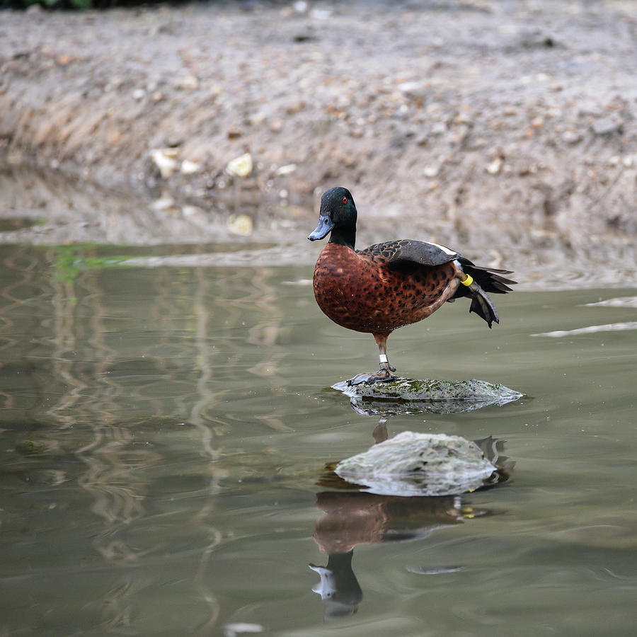 Beautiful Portrait Of Chestnut Teal Male Anas Castanea Duck Bird