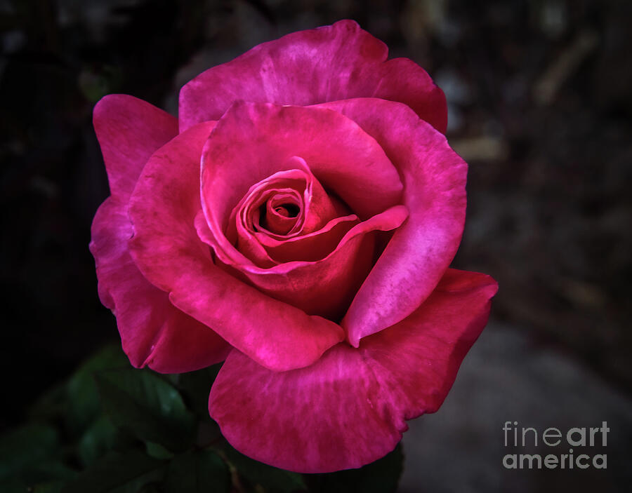 Beautiful Red Rose #2 Photograph by Robert Bales