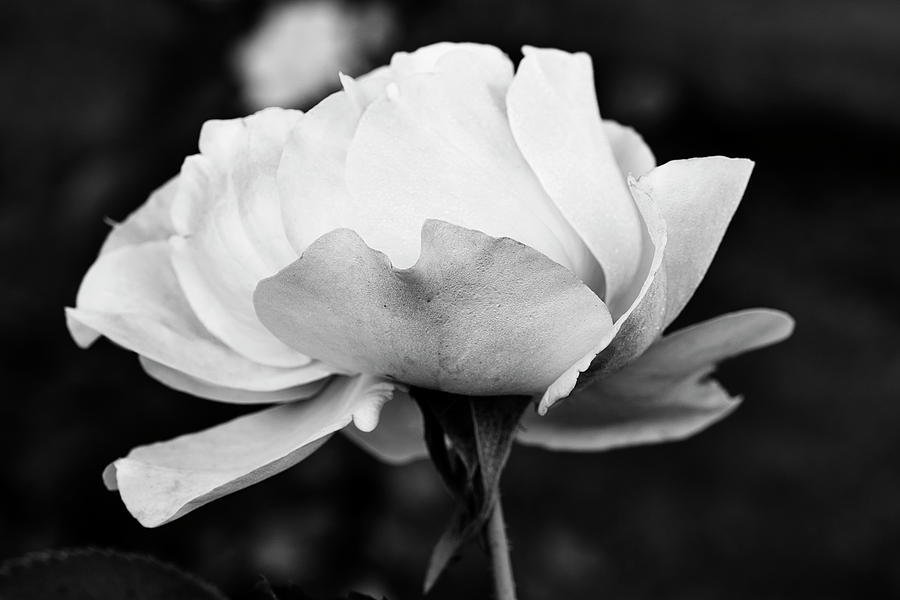 Beautiful rose in black and white #2 Photograph by Vishwanath Bhat