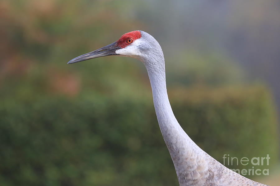 Beautiful Sandhill Crane #1 Photograph by Carol Groenen