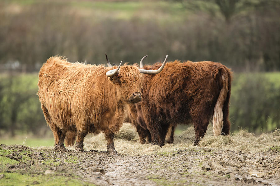 Beautiful Scottish Highland Cattle grazing in farm field Photograph by ...