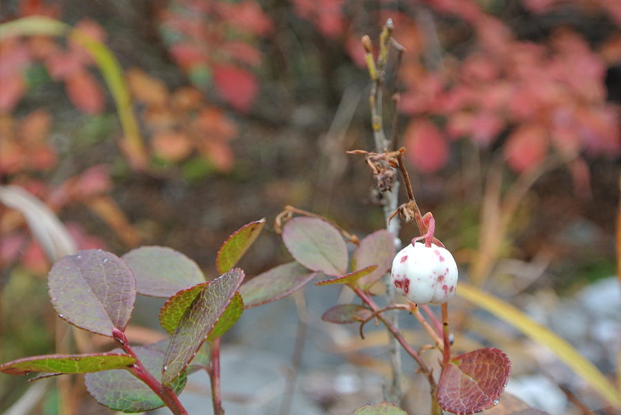 Fall Photograph - Beautiful season of change -The beginning of winter #1 by Hon-yax Multiply LLC