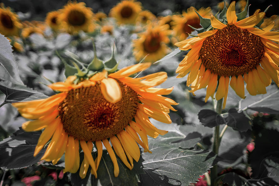 Beautiful Sunflower Field In South Carolina #1 Photograph by Alex Grichenko
