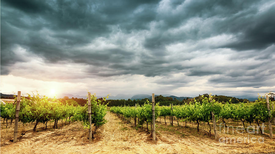 Beautiful vineyard landscape #1 Photograph by Anna Om