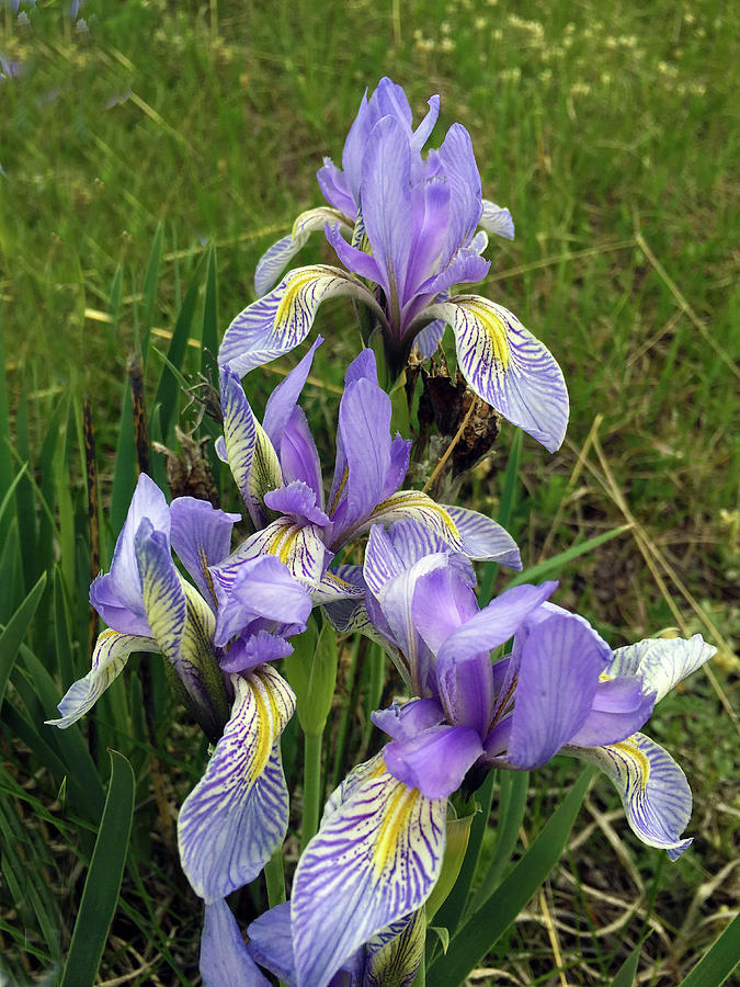 Beautiful Wild Iris #1 Photograph by Carol Milisen