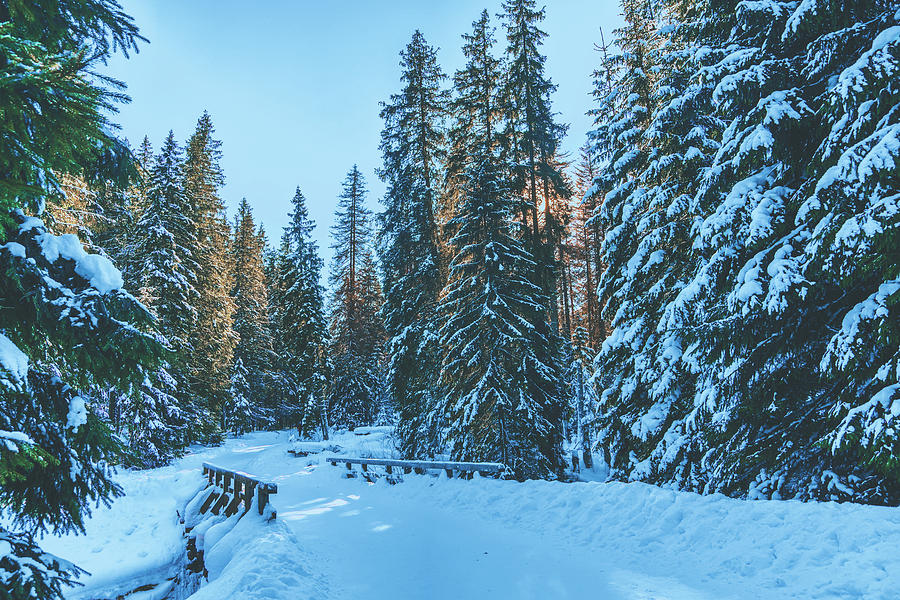 winter landscape scenes