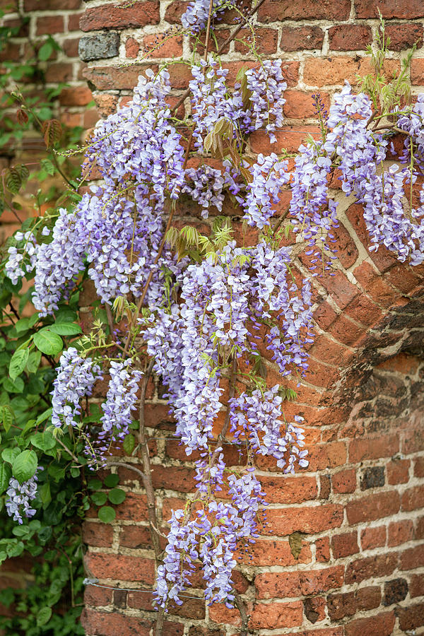 Beautiful Wisteria Floribunda Climbing Old Brick Wall In English