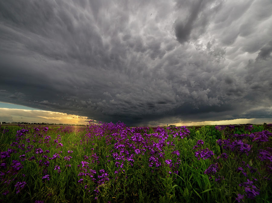Flower Photograph - Beauty and the Beast by Aaron J Groen