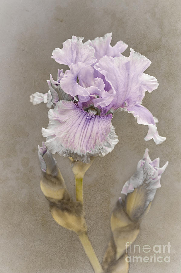 Iris Photograph - Beauty by Design by ArtissiMo Photography