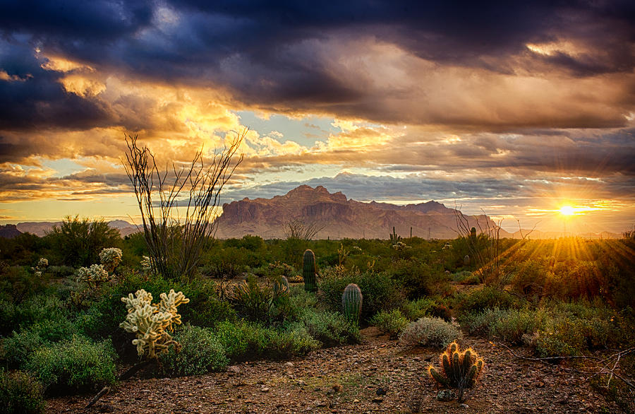 Nature Photograph - Beauty in the Desert #3 by Saija Lehtonen