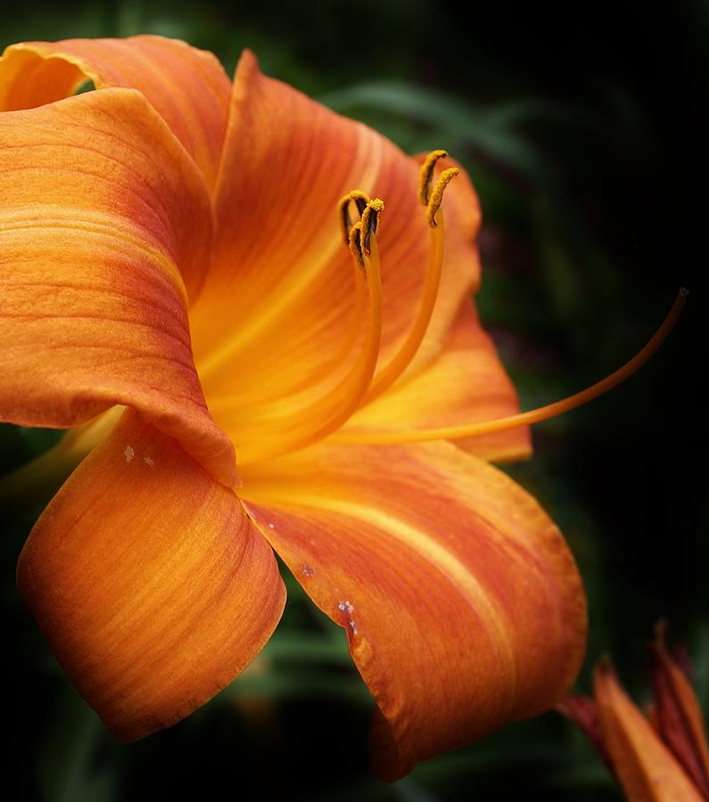 Lily Photograph - Beauty in the Garden #1 by Bruce Bley