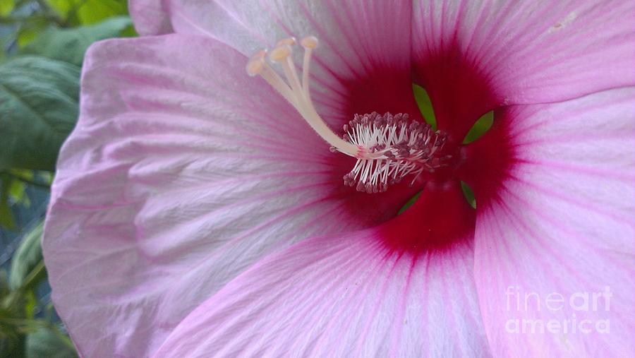 Beauty in Hibiscus Photograph by Lkb Art And Photography