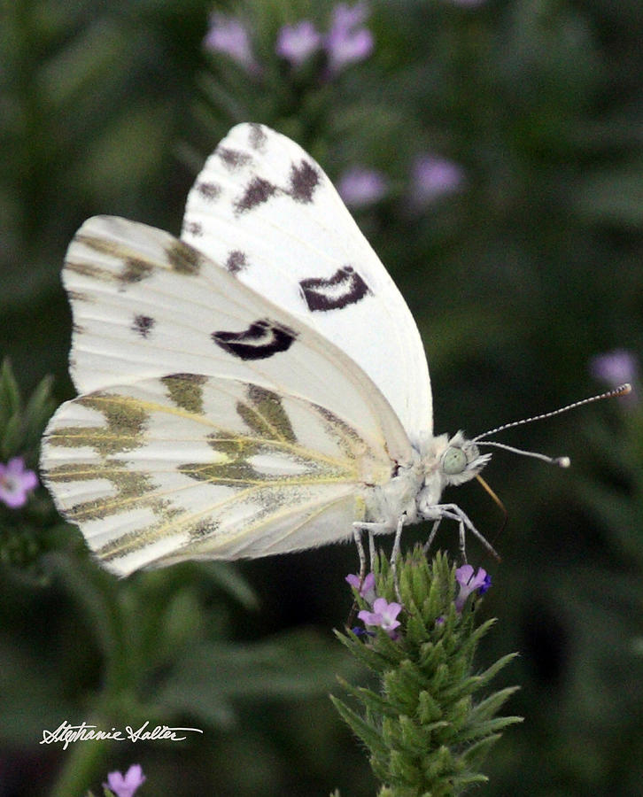 Beckers White Butterfly #2 Photograph by Stephanie Salter