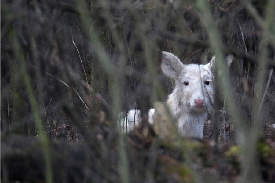 Bedded White Deer #1 Photograph by Brook Burling