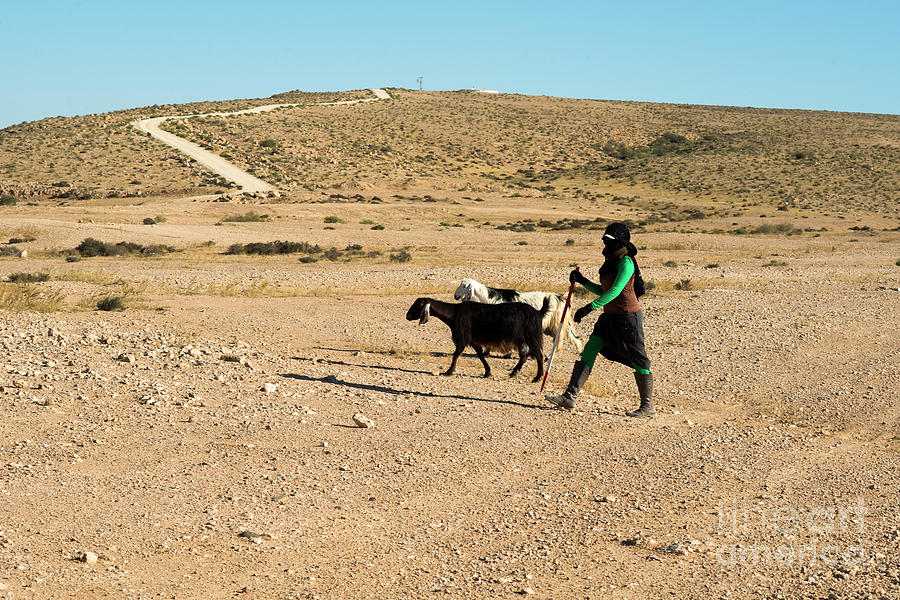 Bedouin shepherd and her herd sheep #1 Photograph by Ezra Zahor