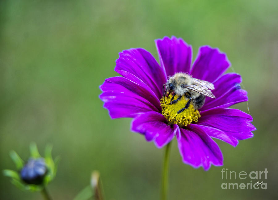 Bee #2 Photograph by Alana Ranney