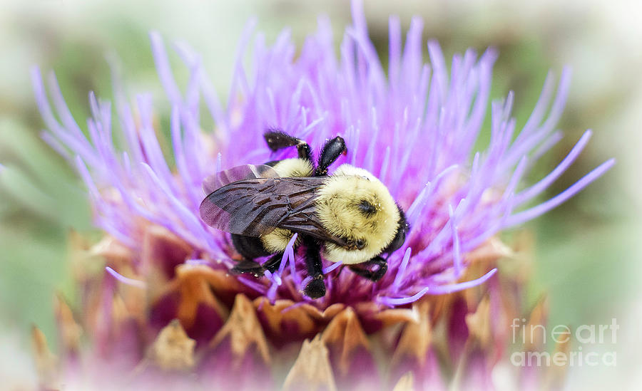 Bee and Thistle Photograph by Karen Jorstad