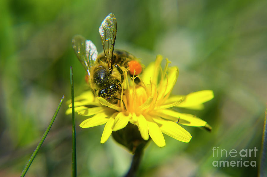 Bee Dandelion Pollen Photograph by Steve Somerville