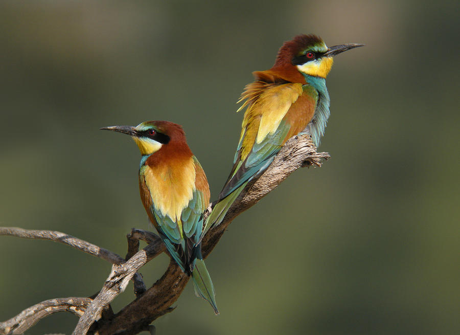 Couple of Bee-eaters Photograph by Perry Van Munster