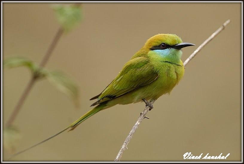 Зеленая птичка. Bee Eater птица Green. Зелёная птичка с длинным клювом. Птица зелено желтая с длинным клювом. Птичка светло зеленого цвета.