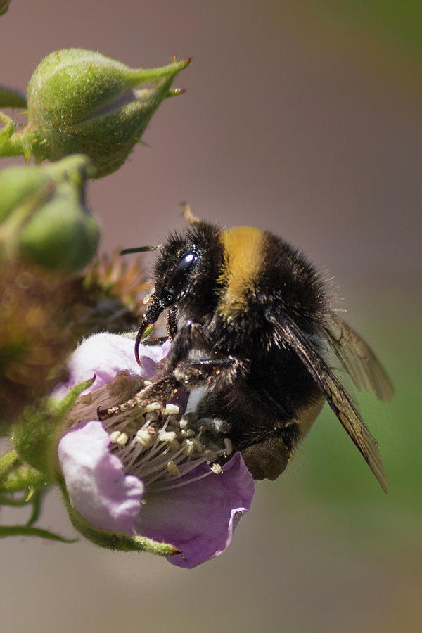 Bee Flower #1 Photograph by Ernesto Santos - Fine Art America