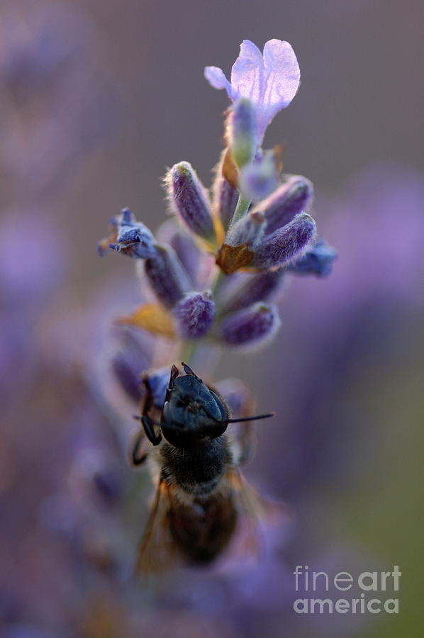 Nature Photograph - Bee gathering nectar from lavender flower at sunset #1 by Sami Sarkis