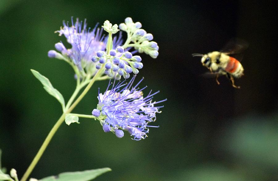 Nature Photograph - Bee in Flight #1 by Outside the door By Patt