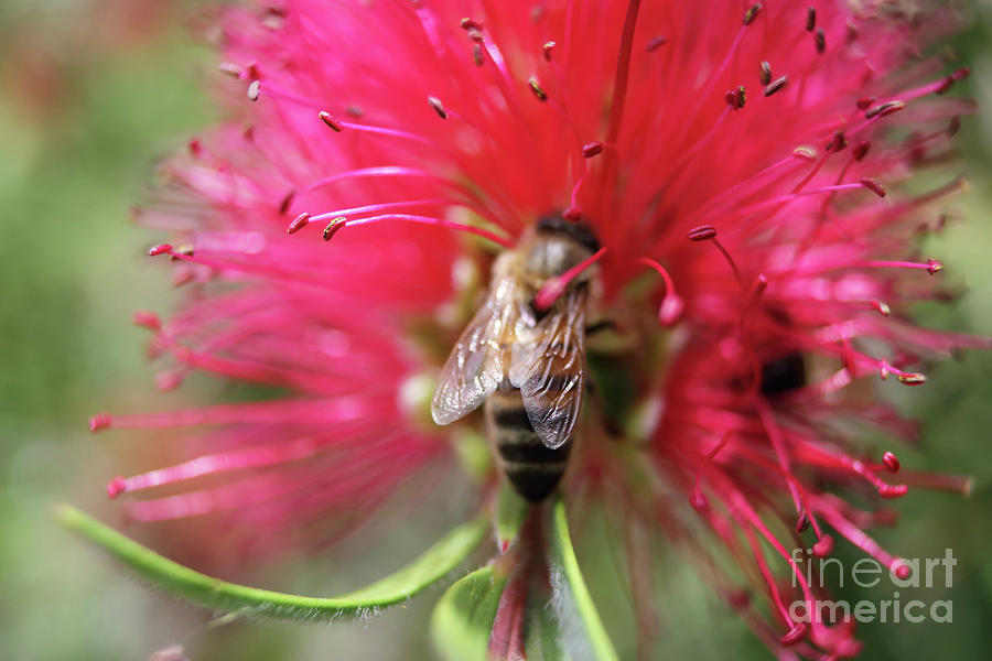 Bee on Bottlebrush #1 Photograph by Julia Gavin