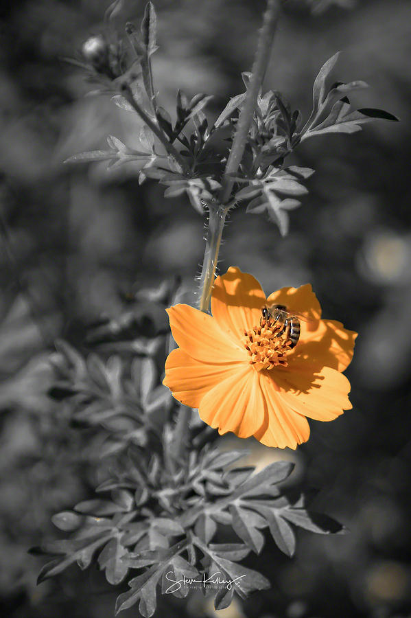 Bee on Flower by Steve Kelley Bee on Flower by Steve Kelley